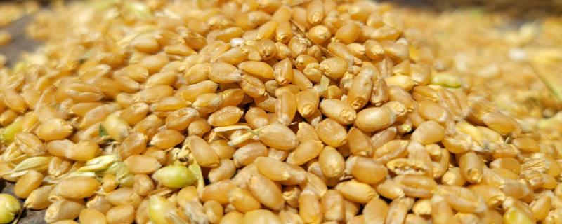 小麦与浮小麦有什么区别，小麦较饱满、浮小麦呈干瘪状