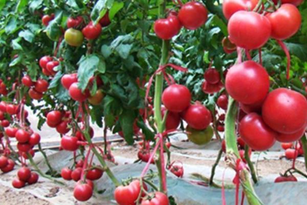 番茄籽粒外露的原因，主要原因是花器和果实不能正常发育