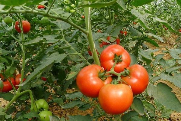 番茄籽粒外露的原因，主要原因是花器和果实不能正常发育