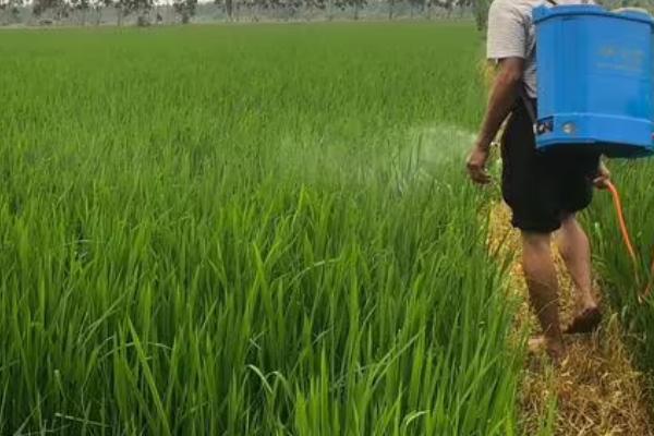 水稻细菌性条斑病防治方式，以预防为主