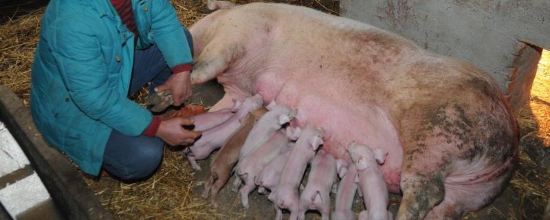 初产母猪生下死胎能否留用，可以留用但要避免近亲繁殖