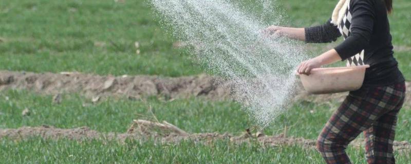冬季农作物水肥管理，要减少施肥和浇水