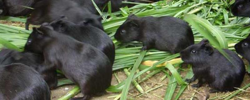 黑豚有哪些养殖优势，需求量大、肉质鲜美、养殖成本低