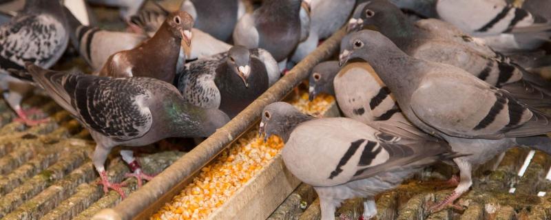 鸽子一天能吃多少粮食，一般可达到40-50克