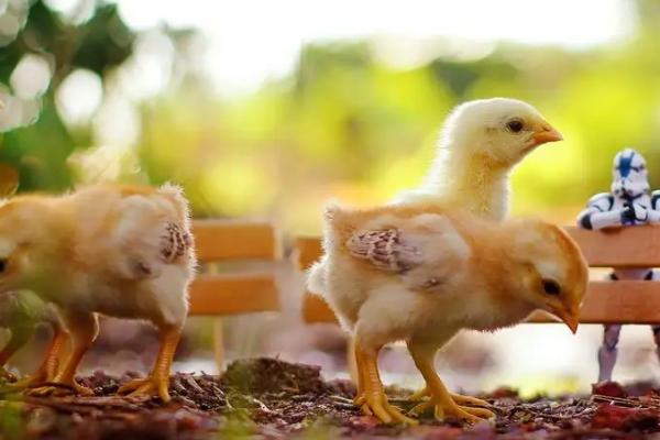 小鸡掉毛是怎么回事，营养失衡、饲养密度大都会导致