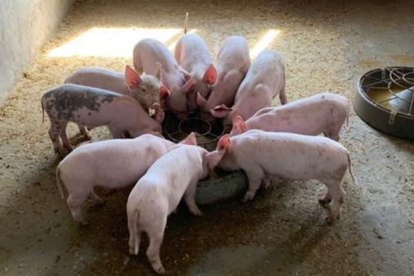 刚出生的猪仔拉稀如何处理，可让猪仔口服庆大霉素、并对猪圈做消毒工作