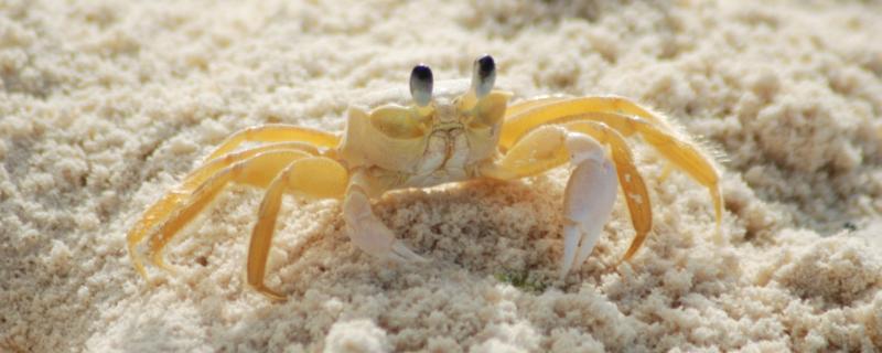 螃蟹的生活习性，大部分为杂食性而小部分是肉食性