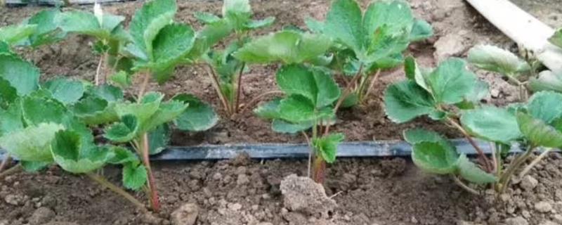 移栽草莓之后怎么缓苗，保持通风和土壤的湿润度即可度过缓苗期