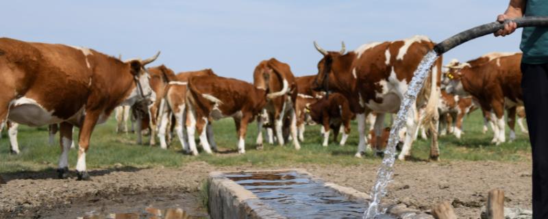 牛一天要喂几次水，喂2-4次比较合适
