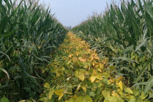 玉米套种黄豆的方法，需按照特定的株行距进行播种