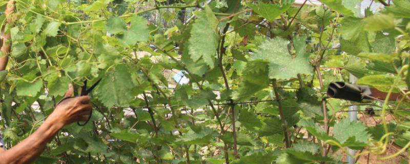 葡萄的管理技术，萌芽期应及时全园灌水