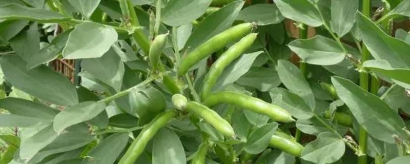 蚕豆怎么种植，生长期间要追施磷肥和钾肥