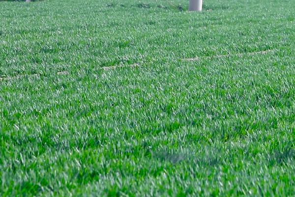 冬小麦需肥特点和施肥方法，氮钾磷需求比例大概是3:3:1