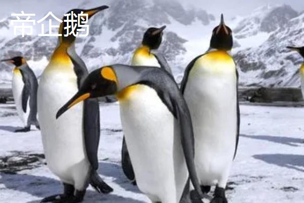 企鹅分布在北极还是南极，如今只存活在南极地区
