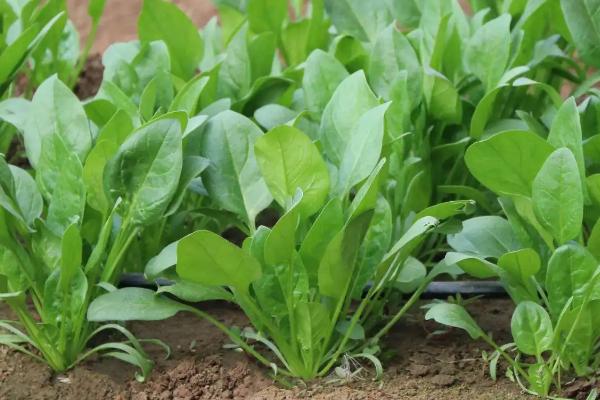 怎么种植菠菜，撒播种子并覆盖土壤即可