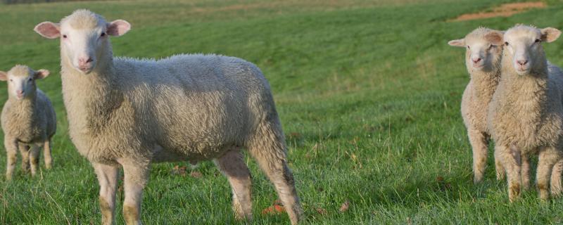 母绵羊有没有角，一般没有角或只有细小的角
