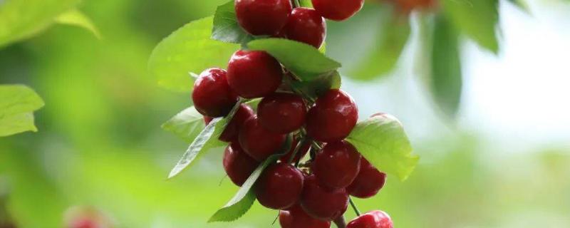 种植甜樱桃如何才能丰产，初结果期要主施有机肥与复合肥