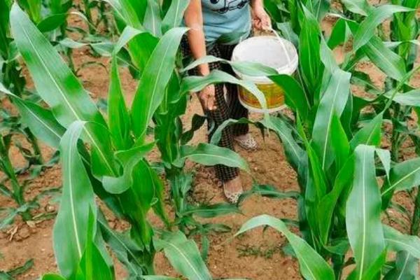 玉米科学追肥方法，大喇叭期要重施穗肥、肥水齐攻