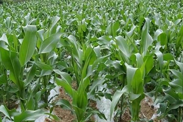 玉米科学追肥方法，大喇叭期要重施穗肥、肥水齐攻