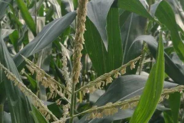 玉米花粒期肥水管理技术，追攻粒肥要掌握早施少施的原则