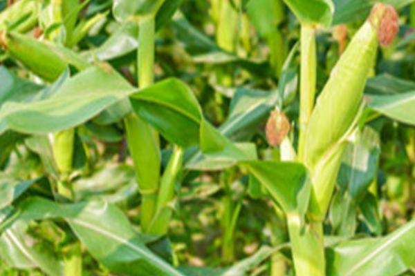 玉米花粒期肥水管理技术，追攻粒肥要掌握早施少施的原则