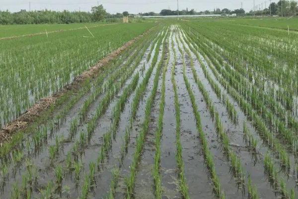 水稻节水灌溉方法，水分耗尽后经过3-4天再灌水