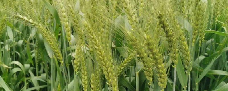 小麦的生长周期，与小麦的品种有关