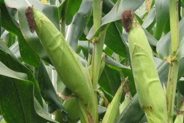 美豫5号玉米种的特征特性，在东华北地区从出苗至成熟需要128天