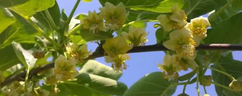 猕猴桃花果期的管理技术，做好疏蕾、疏花和疏果工作