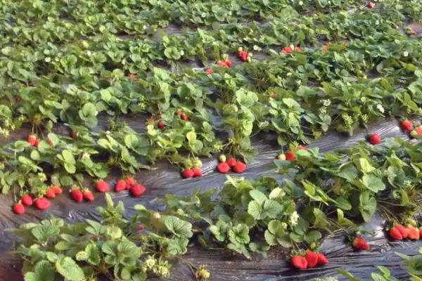 草莓亩产量，不同品种的亩产量不同