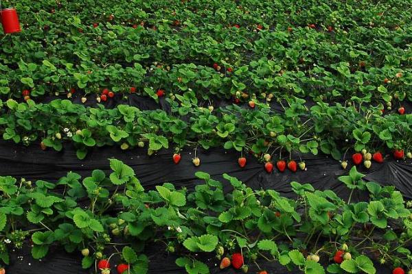 草莓亩产量，不同品种的亩产量不同