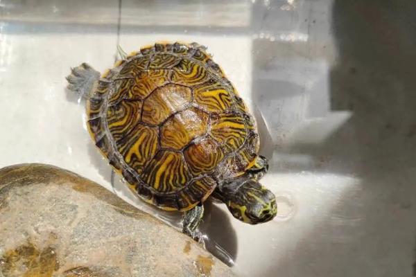 黄耳龟多大可以深水养，出生半年到一年的时间就可以深水养