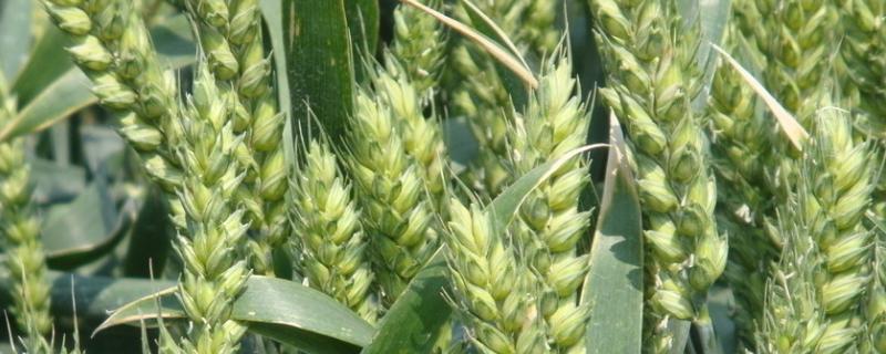 济麦23小麦种子介绍，及时防治病虫害