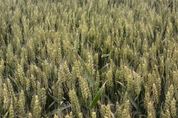 济麦23小麦种子介绍，及时防治病虫害