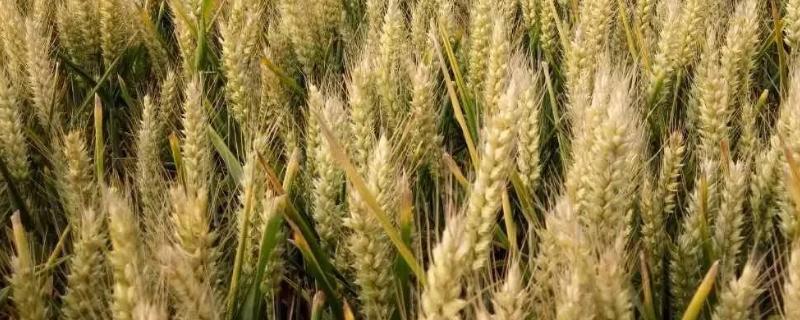 沧麦16小麦种子简介，该品种属半冬性中熟抗旱品种