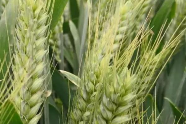 沧麦16小麦种子简介，该品种属半冬性中熟抗旱品种