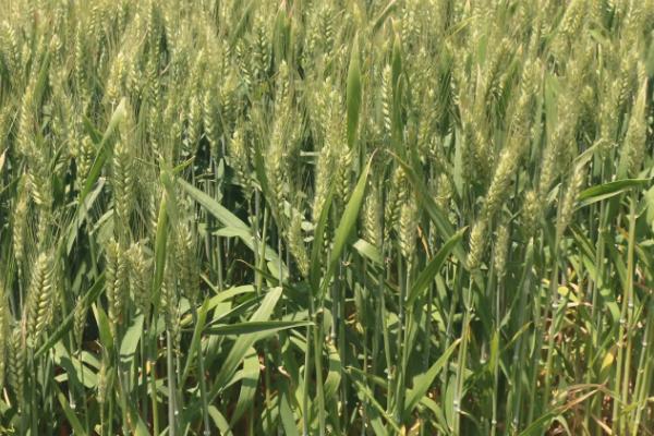 邯麦17小麦品种的特性，平均生育期247天