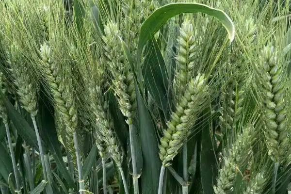 赵农1632小麦品种简介，平均生育期239天