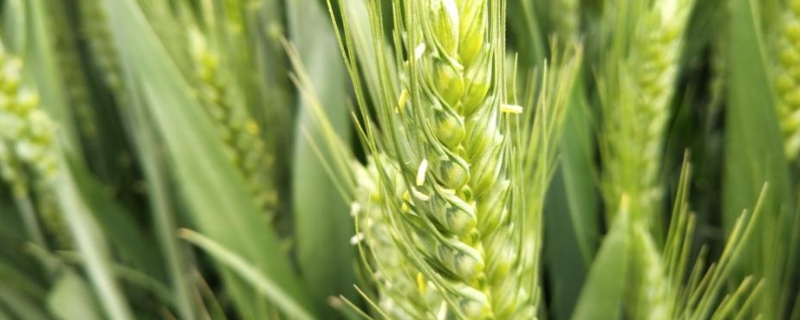 河农7276小麦种子特点，该品种属半冬性中熟品种