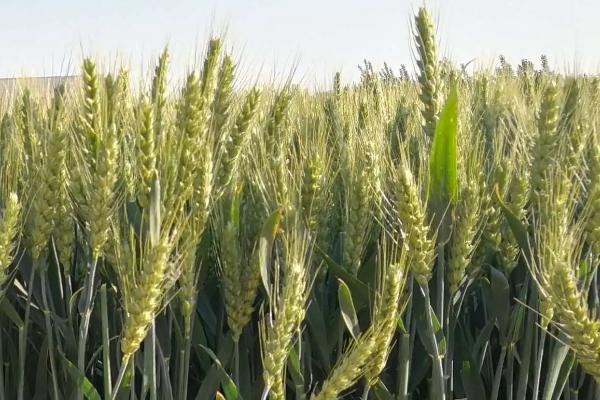 赵农1632小麦品种简介，平均生育期239天