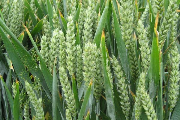 河农7276小麦种子特点，该品种属半冬性中熟品种