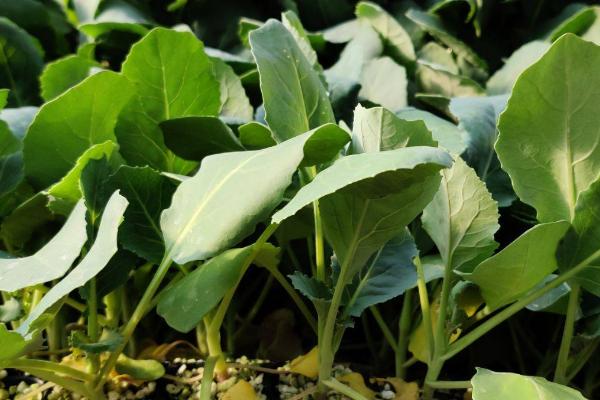 蔬菜带帽苗的原因，播种过浅或畦面表土干燥所致