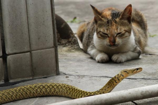 猫怕不怕蛇，通常不惧怕蛇类