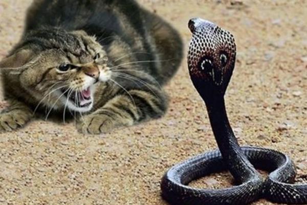 猫怕不怕蛇，通常不惧怕蛇类