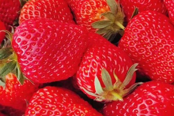一年能种几季草莓，生长周期短、一年四季均可种植