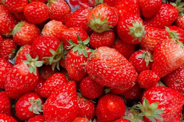 一年能种几季草莓，生长周期短、一年四季均可种植