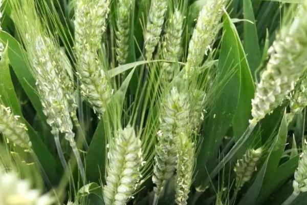 长麦4316小麦品种的特性，小穗密度中。红粒、椭圆形