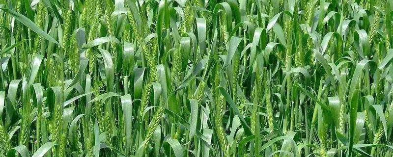 润麦228小麦种子特点，小穗密度较密
