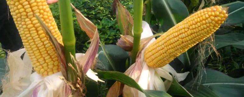吉农甜糯79玉米种子介绍，密度4500株/亩左右