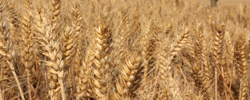 长麦4316小麦品种的特性，小穗密度中